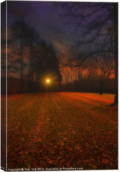 SHADES OF AUTUMN Canvas Print by Tom York