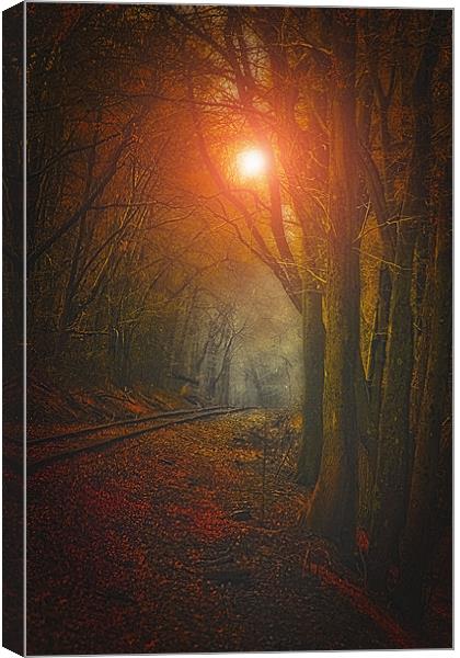 TRACKS IN THE WOODS Canvas Print by Tom York