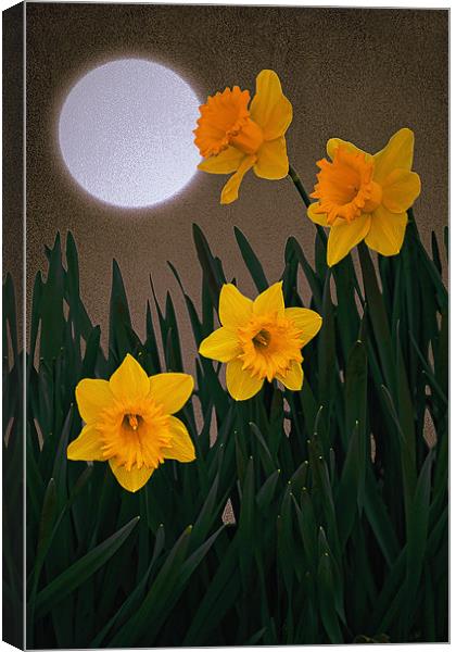 IT MUST BE SPRING Canvas Print by Tom York