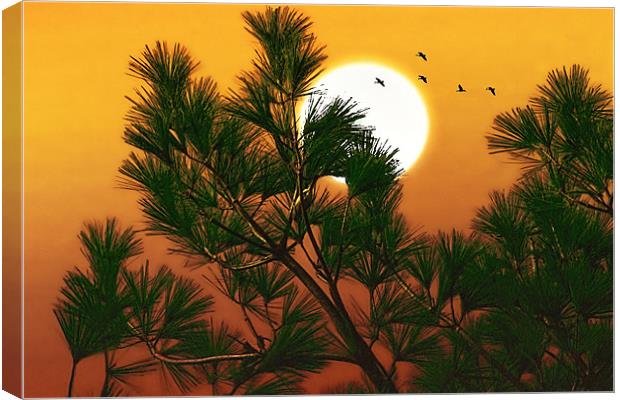 OVER THE PINES Canvas Print by Tom York