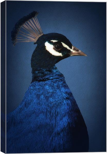 PORTRAIT OF A BLUE PEACOCK Canvas Print by Tom York