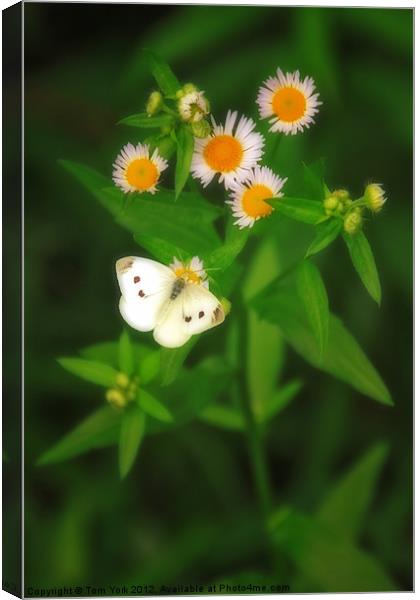 A QUICK SNACK Canvas Print by Tom York