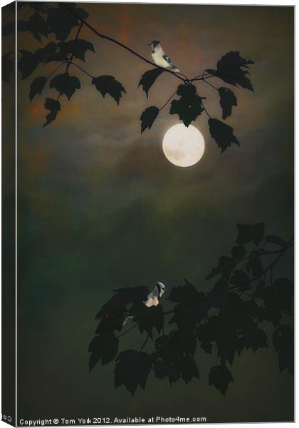 TOUCHED BY THE MOON Canvas Print by Tom York