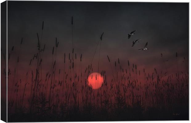 SCARLET SUNSET Canvas Print by Tom York