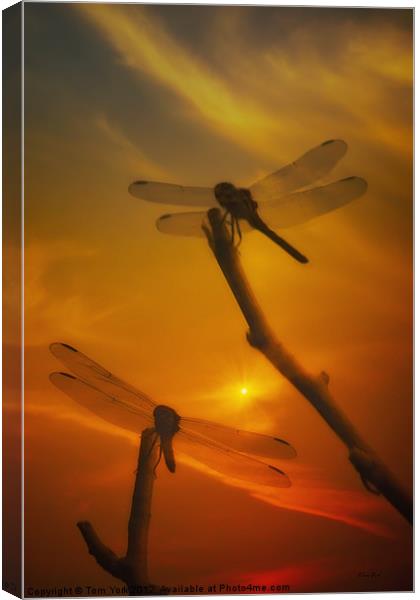 DRAGONFLYS IN THE SUNSET Canvas Print by Tom York