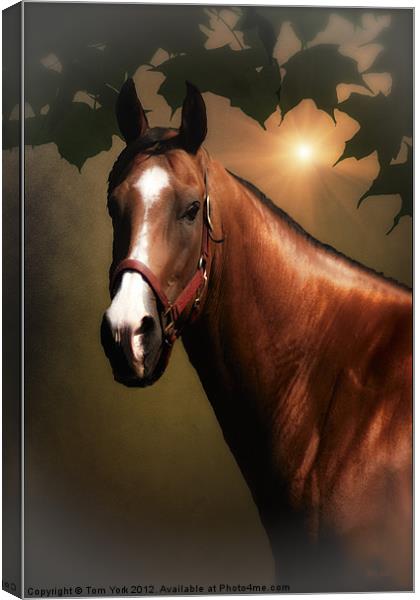 PORTRAIT OF A HORSE Canvas Print by Tom York