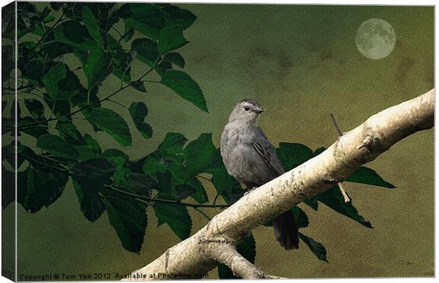 LITTLE BIRD Canvas Print by Tom York