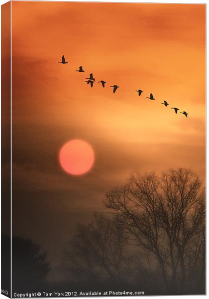 HOT SUMMER FLIGHT Canvas Print by Tom York