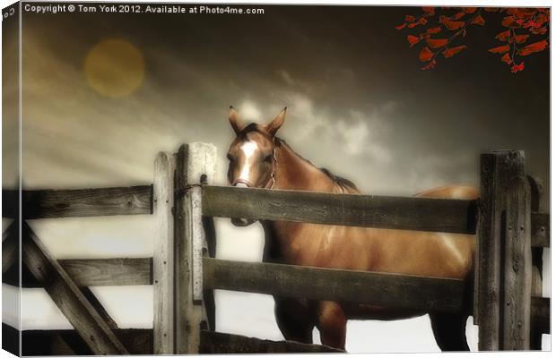 IN THE CORRAL Canvas Print by Tom York