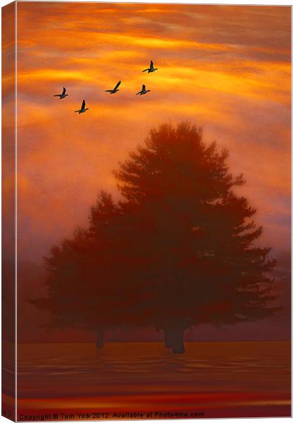 TREES OF AUTUMN Canvas Print by Tom York
