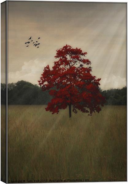 A TREE IN AUTUMN Canvas Print by Tom York