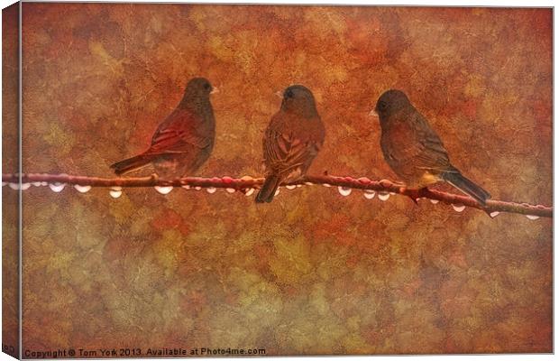 THREE LITTLE BIRDS Canvas Print by Tom York