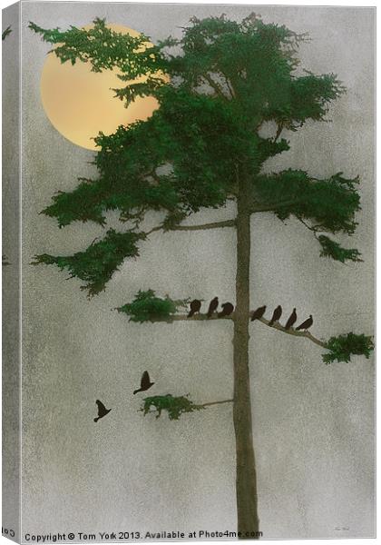AMONG THE EVERGREENS Canvas Print by Tom York