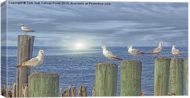 GULLS ON GROYNES Canvas Print by Tom York