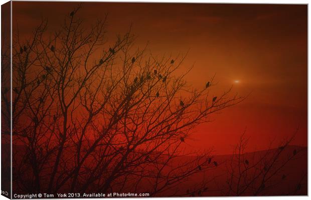 BIRDS AT SUNSET Canvas Print by Tom York