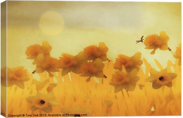 DAFFODILS IN THE SUNSHINE Canvas Print by Tom York
