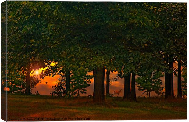 SUNSET THROUGH THE FOREST Canvas Print by Tom York