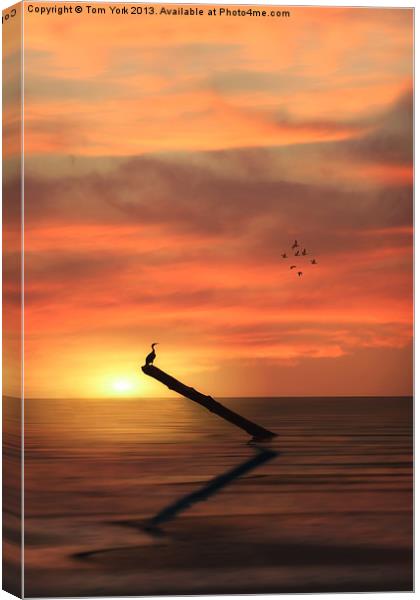 CORMORANT IN THE SUNSET Canvas Print by Tom York