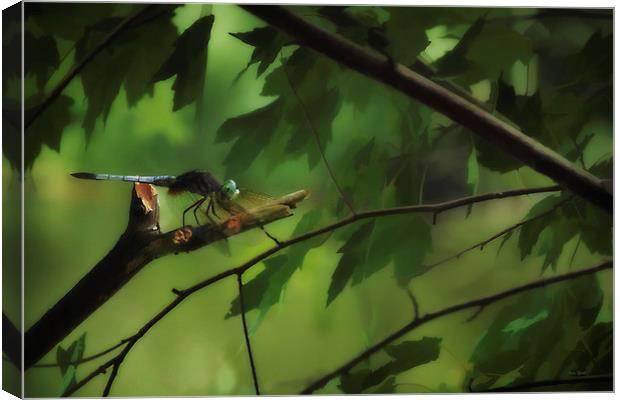 DRAGONFLY IN THE TREES Canvas Print by Tom York