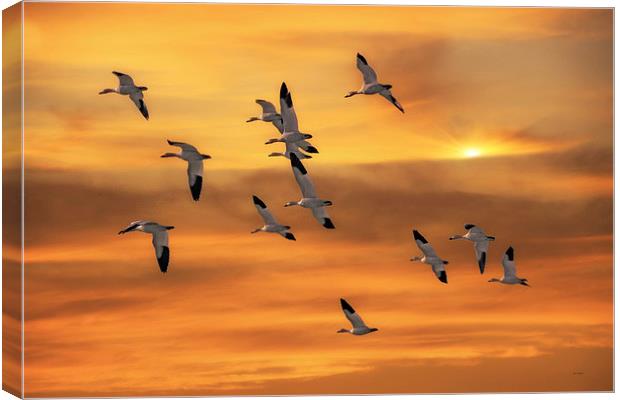 SNOW GEESE OF AUTUMN Canvas Print by Tom York