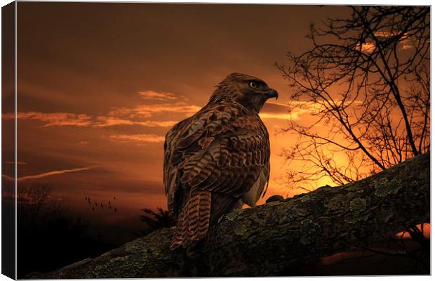WAITING FOR PREY Canvas Print by Tom York
