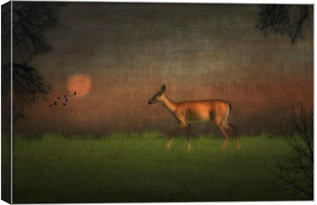 Wildlife At Sunset Canvas Print by Tom York