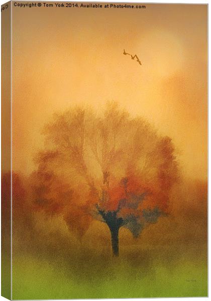 The Painted Tree Canvas Print by Tom York