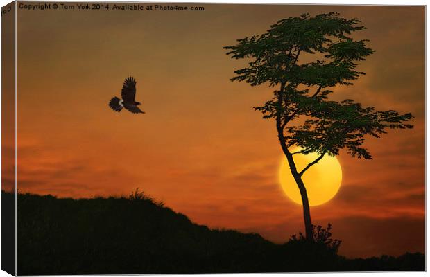 A Hawk In The Sunset Canvas Print by Tom York
