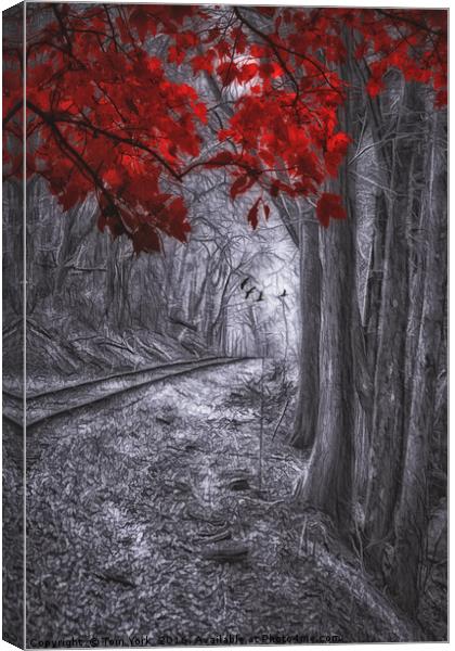 Tracks Through The Forest Canvas Print by Tom York