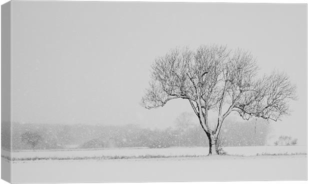 Winter Wonderland Canvas Print by Ashley Allen