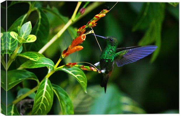 The Beautiful Copper rumped Hummingbird Canvas Print by Ashley Allen