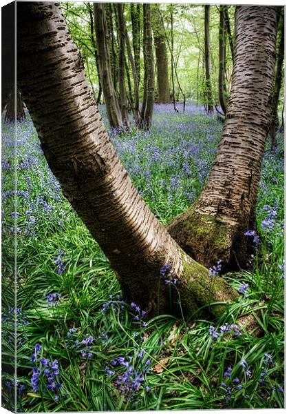 Bluebell Wood, Harpenden Canvas Print by Andrew Scoggins