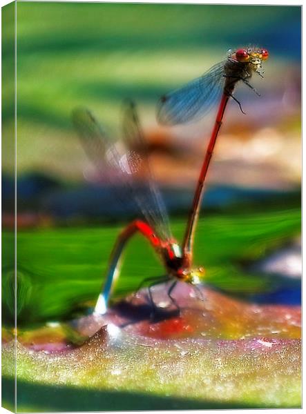 Mating Dragonfly Canvas Print by Simon Litchfield