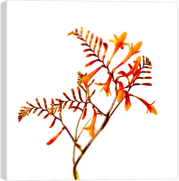 Crocosmia Montbretia Masonorum Flower and Foliage Canvas Print by Simon Litchfield