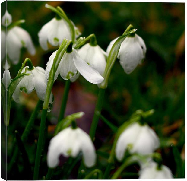 Snowdrops Canvas Print by Dave Livsey