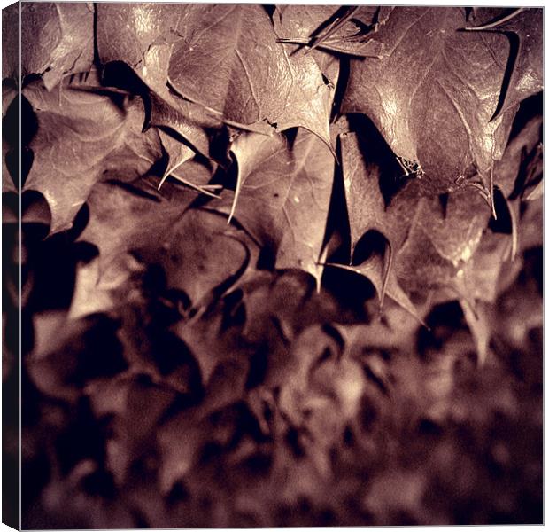 Brown Holly II Canvas Print by Dave Livsey