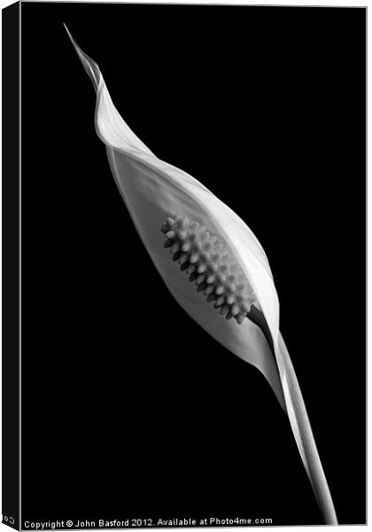 Peace Lily in Bloom B&W Canvas Print by John Basford