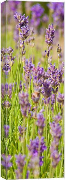 Lavender field Canvas Print by John Basford