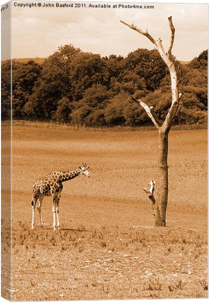 Giraffe Canvas Print by John Basford