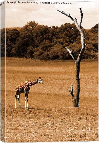 Giraffe 2 Canvas Print by John Basford
