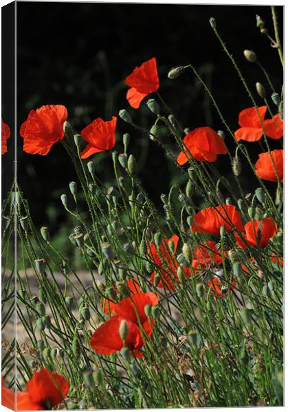 poppies Canvas Print by lyn baker