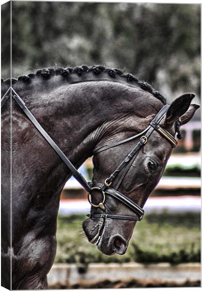 Dressage Mare Canvas Print by Adrian McMillan