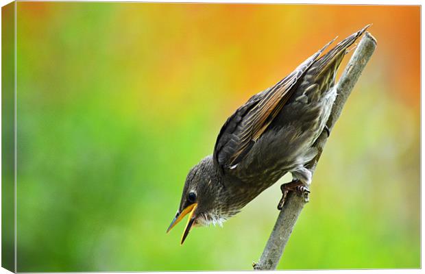 Oi Mum!!! hurry up!! Canvas Print by Darrin Collett