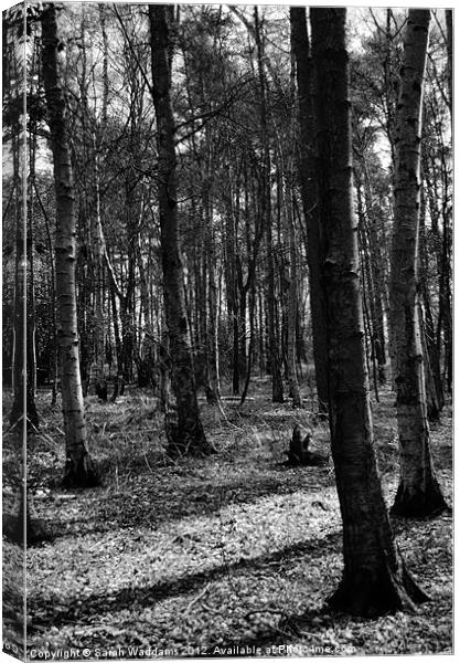 Woodland black and white Canvas Print by Sarah Waddams