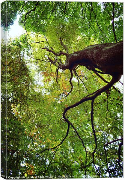 Looking Up In The Trees Canvas Print by Sarah Waddams