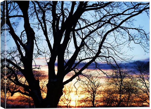 Out-stretching tree Canvas Print by Andrew Hankinson