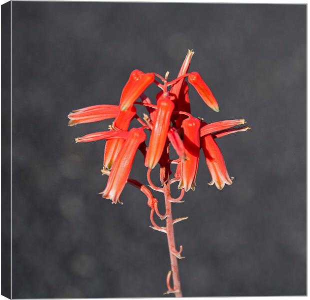 Aloe rauhii Canvas Print by Geoff Storey