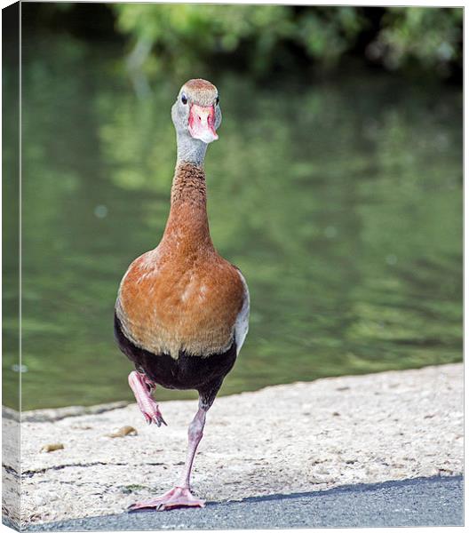  Black-bellied Whistling Duck Canvas Print by Geoff Storey