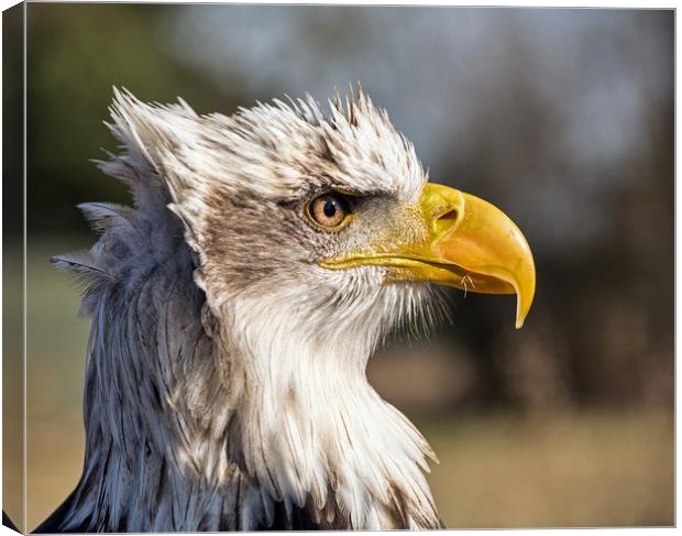 American Bald Eagle. Canvas Print by Geoff Storey