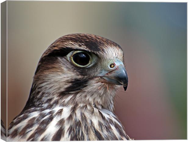 Lanner Falcon Canvas Print by Geoff Storey